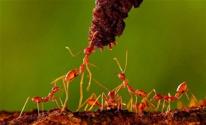 ants ants