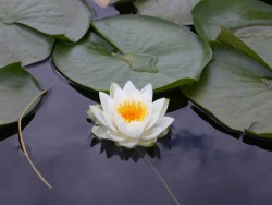lotus_flower