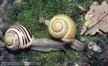 polymorphism